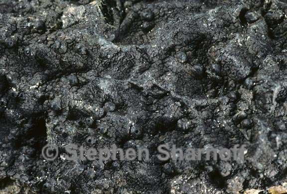 lichen 1735.06 graphic