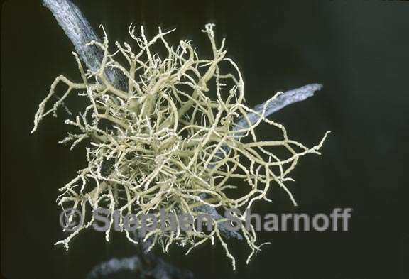 usnea 1093 08 graphic