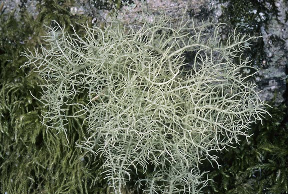 usnea cornuta 5 graphic