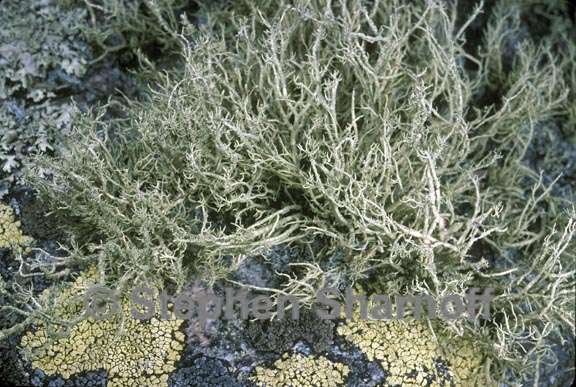 usnea diplotypus 4 graphic