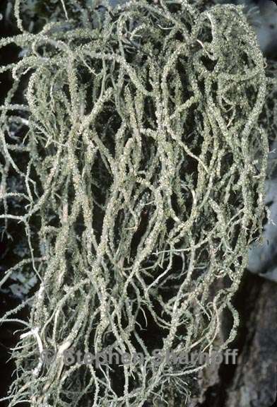 usnea subgracilis 4 graphic