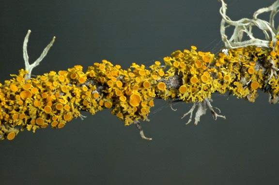 xanthoria xxxx 1 graphic