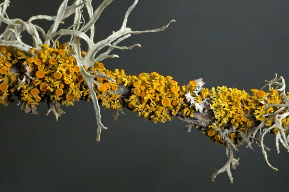 xanthoria xxxx 2 graphic