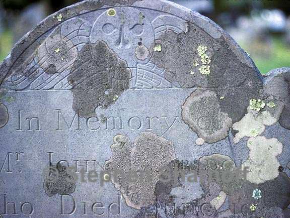 cemetery lichens 5  graphic