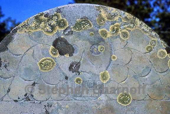 gravestone lichens 10 graphic