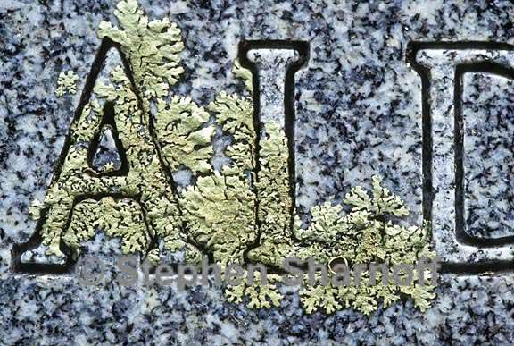 cemetery lichens 20 graphic