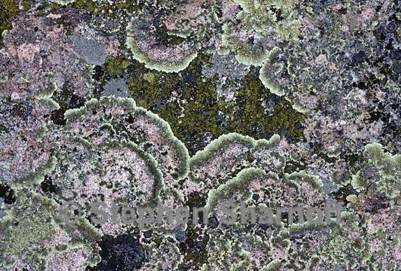 mixed lichens 16 graphic