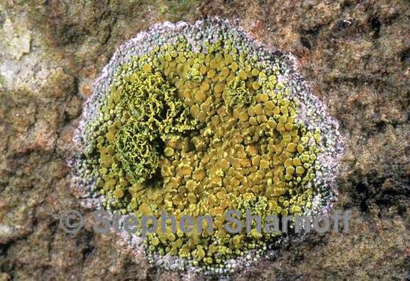 mixed lichens 18 graphic