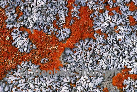 mixed lichens 19 graphic