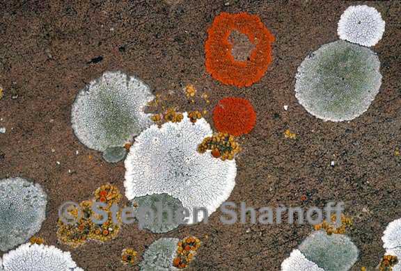 mixed lichens 23 graphic