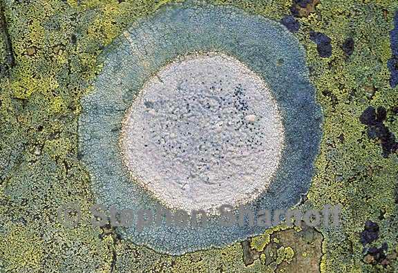 mixed lichens 24 graphic