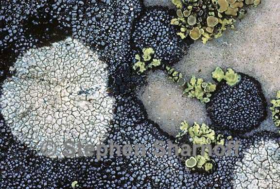 mixed lichens 38 graphic