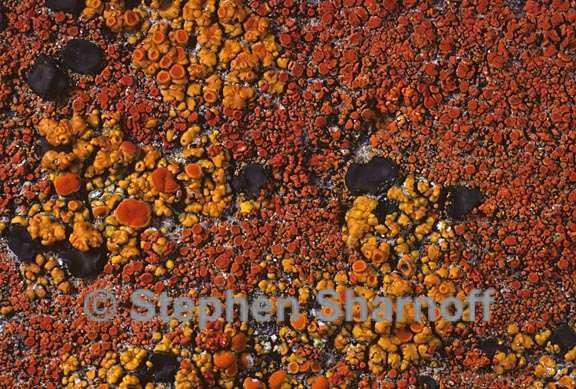 mixed lichens 30 graphic