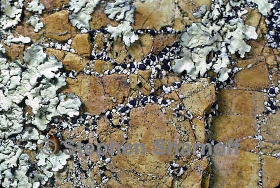 mixed lichens 31 graphic