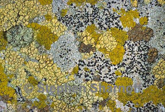 mixed lichens 40 graphic