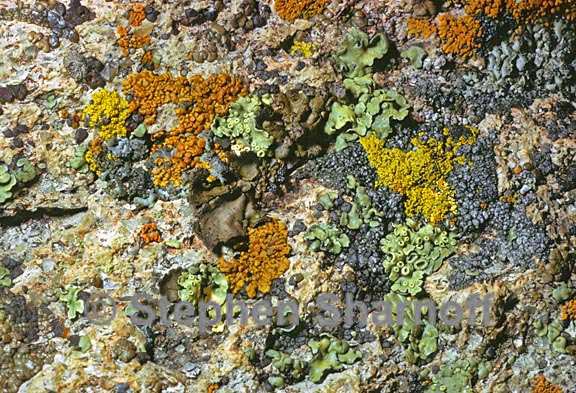 mixed lichens 25 graphic