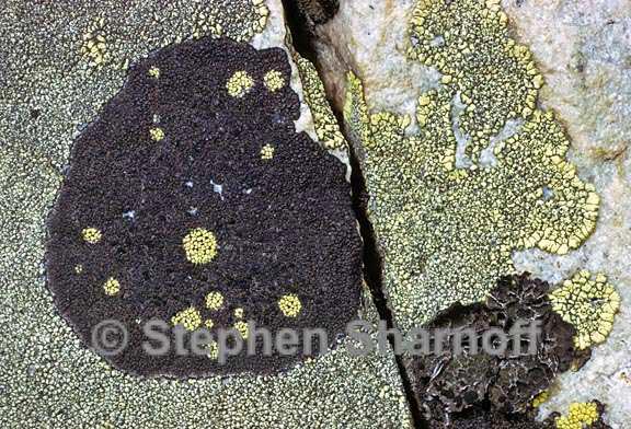 mixed lichens 26 graphic