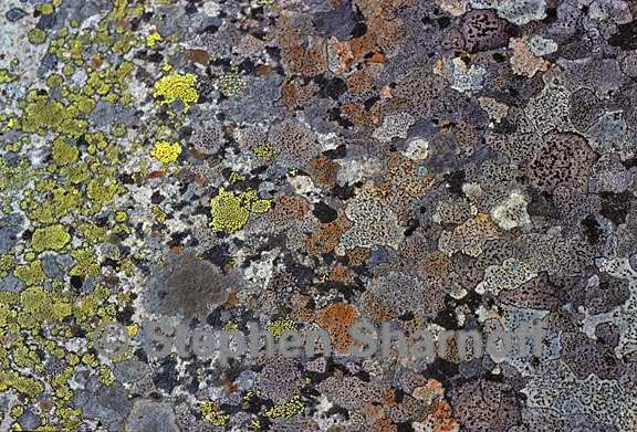 mixed lichens 28 graphic