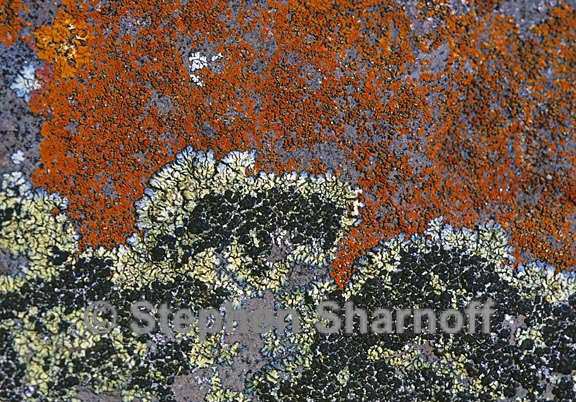 mixed lichens 29 graphic