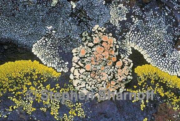 mixed lichens 33 graphic