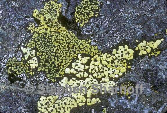 mixed lichens 35 graphic