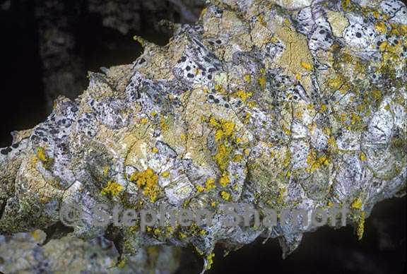 mixed lichens 50 graphic