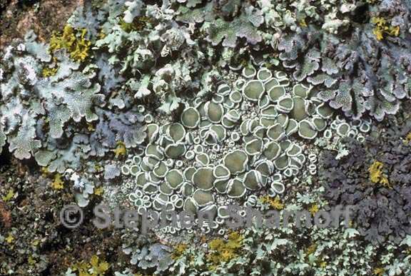 mixed lichens 39 graphic