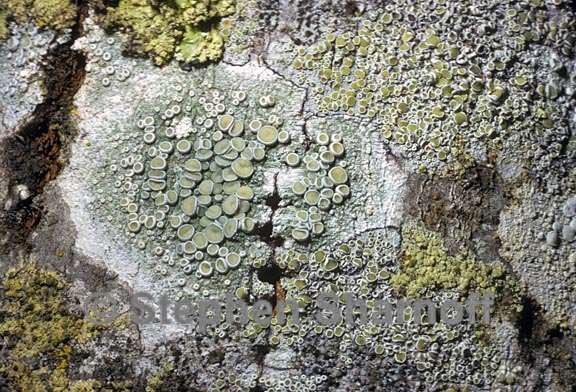 mixed lichens 40 graphic