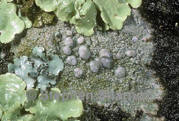 mixed lichens 41 graphic