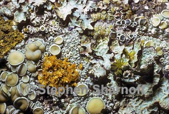 mixed lichens 42 graphic
