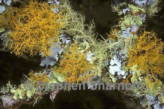mixed lichens 44 graphic