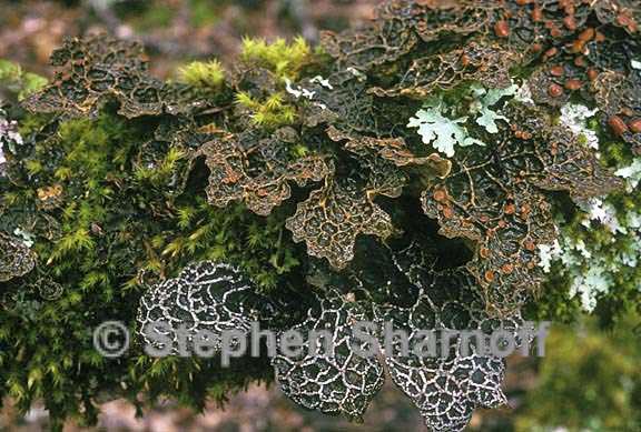mixed lichens 52 graphic