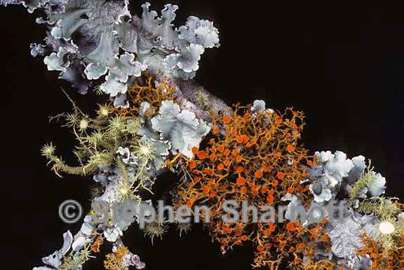 mixed lichens 54 graphic