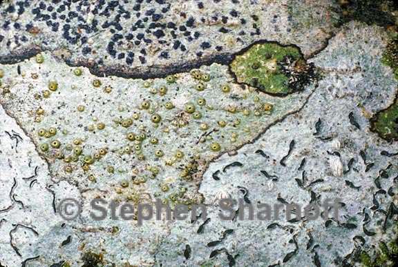 mixed lichens 57 graphic