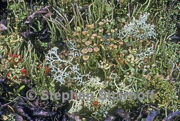 mixed lichens 64 graphic
