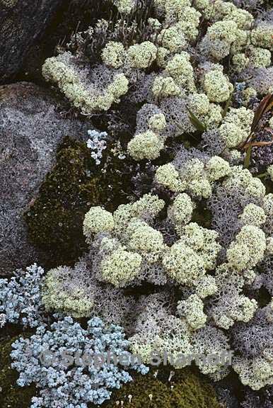 mixed lichens 67 graphic