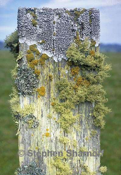 mixed lichens 69 graphic