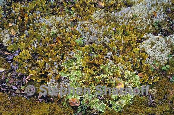 nephroma cladonia mix graphic