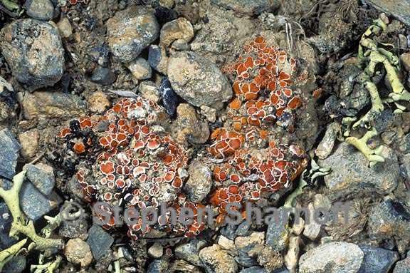 mixed lichens 73 graphic