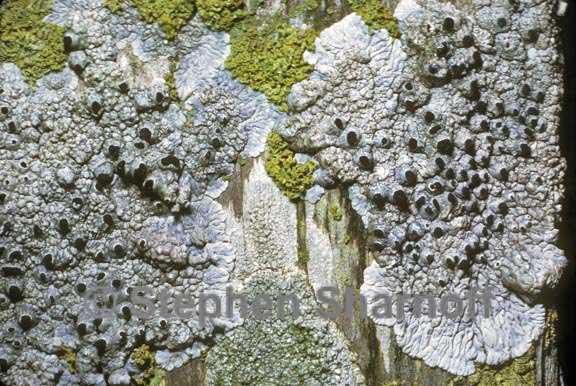 mixed lichens 70 graphic