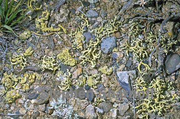 mixed lichens 74 graphic
