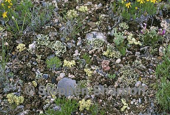 mixed lichens 76 graphic