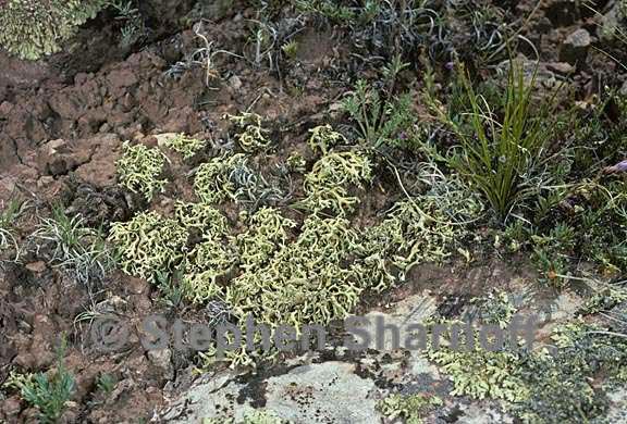 vagrant lichens 4 graphic