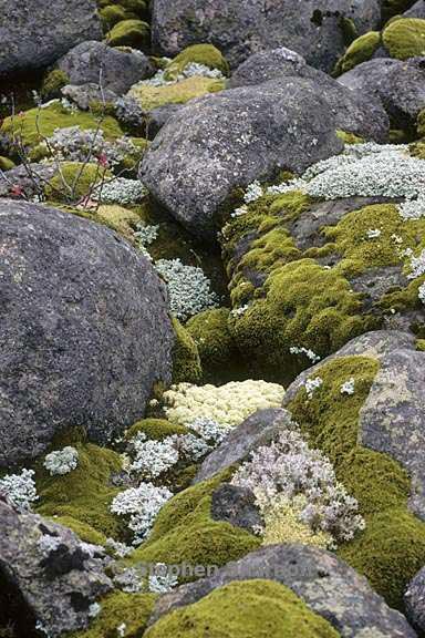 boulders lichens moss graphic