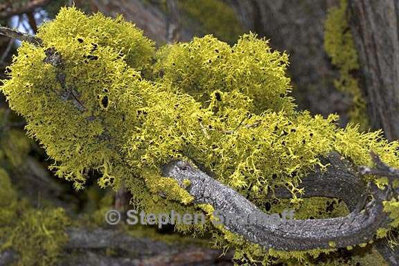 letharia columbiania 6 graphic