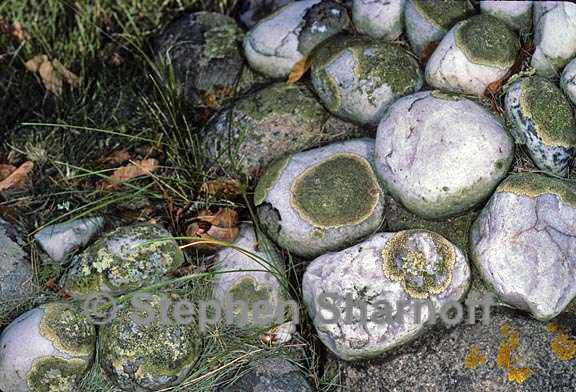 lichen cobbles graphic
