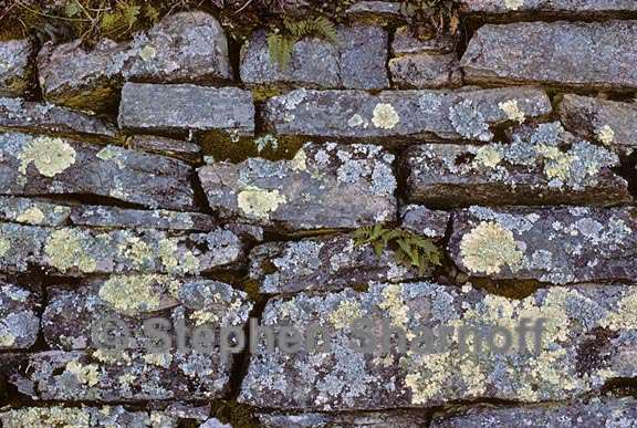 lichens on stone wall graphic