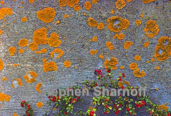 lichen on wall with berries graphic