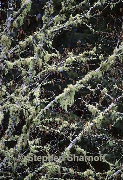 willamette valley lichens 3 graphic