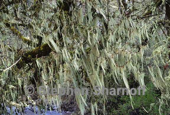 willamette valley lichens 5 graphic